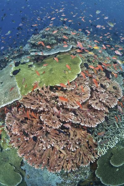Indonesia, Komodo NP, Tatawa Kecil Fish swimming